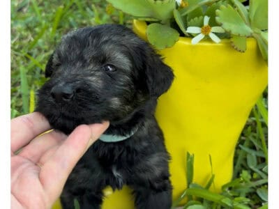 Bentley-Giant Schnauzer-Salt & Pepper