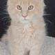 Maine Coon Kittens