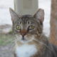 Elisha: Cat for Adoption