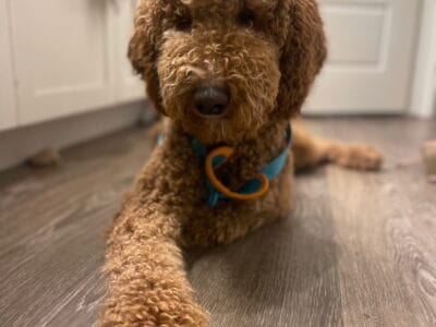Hi My Name is Enzo