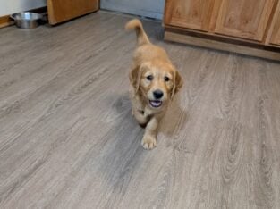 AKC Golden Retrievers 4 Sale