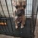 Frenchie puppie 5 months old