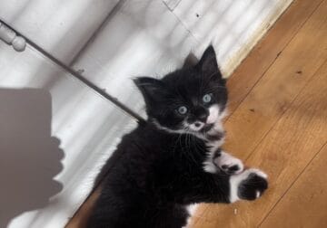 Black/white kittens