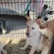 German Shepherd puppies Looking for good homes