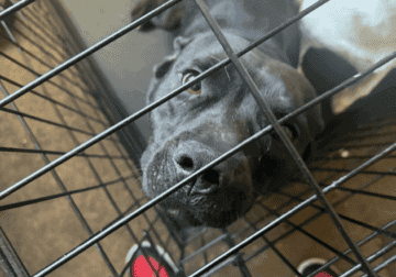 Adult Dog Tiny