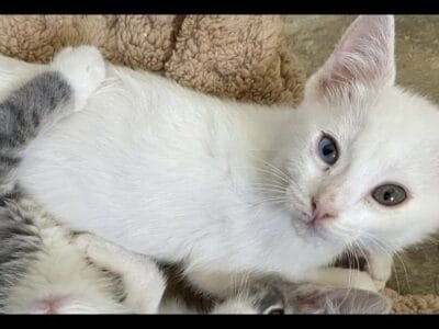 Khao Mane Kitten