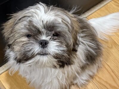 Adorable shih Tzu puppy