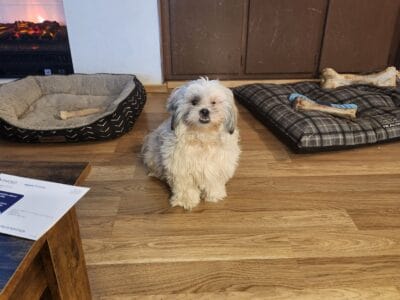 1 year old shih tzu
