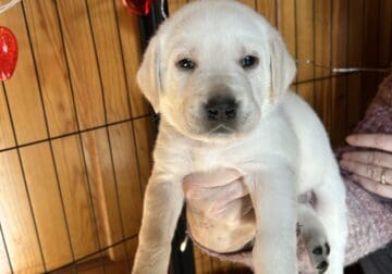 Labrador Retrievers puppies