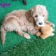 AKC Moyen Standard Poodles