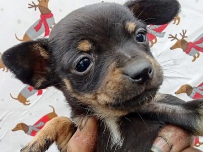 Mini dachshund and toy Chihuahua mix pups