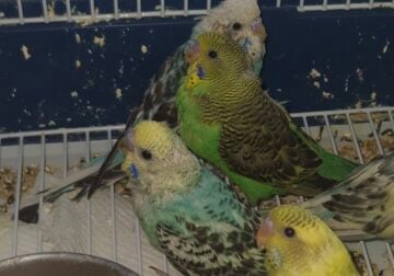 Handriased parakeet