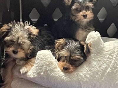 3 month old yorkies