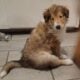 Meet Dulce – The Sweet & Spunky Rough Collie