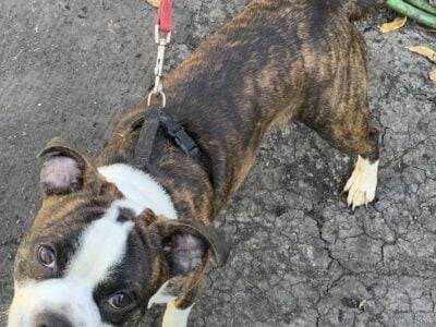Boston Terrier/Pug