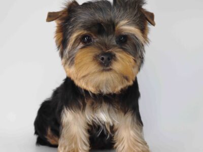 Yorkie boy Fuji