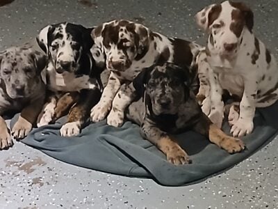 GREAT DANE PUPPIES