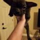 Puppy for sale