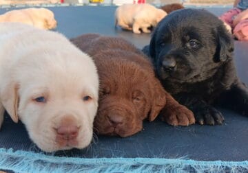 Labrador retrievers AKC
