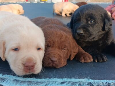 Labrador retrievers AKC