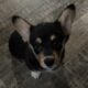 Pembroke welsh corgi puppies