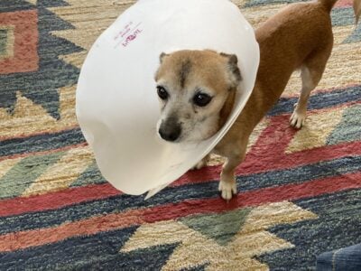 Chihuahua mix 10 pound neutered male