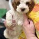 Mini Tri-Color Parti Poodle Puppies 15-20 lbs