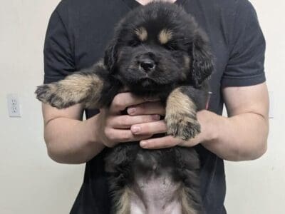 Tibetan Mastiff puppies