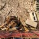 Beagles