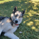 Sweet 3-Year Old Husky-German Shepherd Mix Rescue