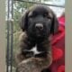 Armenian Gampr LGD Mix Puppies