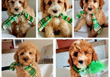 Stunning F1B Mini Goldendoodles Puppies