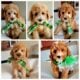Stunning F1B Mini Goldendoodles Puppies
