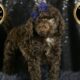 Brownie F1B Mini goldendoodle