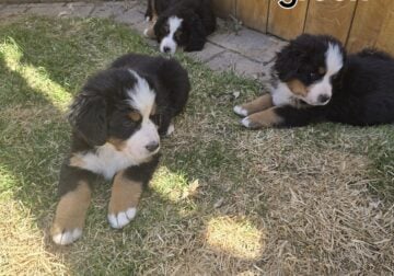Adorable Bernese Mountain Puppies