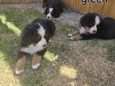 Adorable Bernese Mountain Puppies