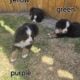 Adorable Bernese Mountain Puppies