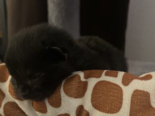 Free cats
