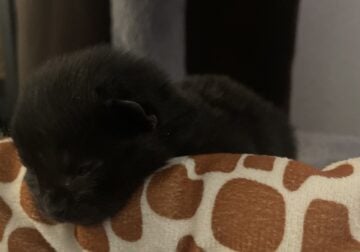Free cats