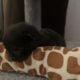 Free cats