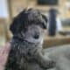 F1B Mini Aussiedoodle