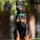 Doberman Pinscher puppies for sale!