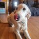 Dog to Rehome