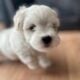Shih Tzu Poodle Puppies