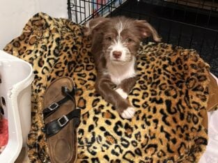 Puppy