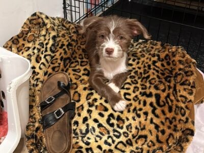 Puppy
