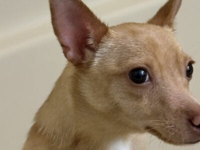 Chihuahua