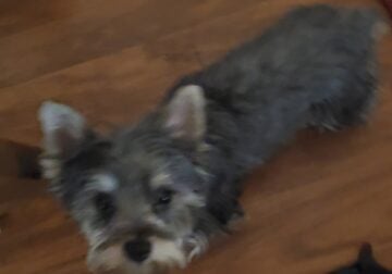 Sassy Yorky