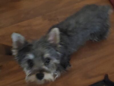 Sassy Yorky