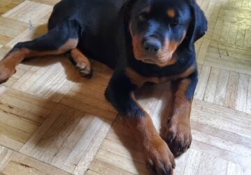 Rottweiler puppies
